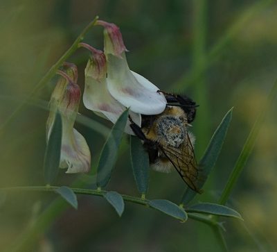 Vicia costata, photographed by Pavel Komkov