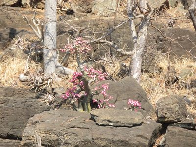 Adenium multiflorum, photographed by Michael Rodgers