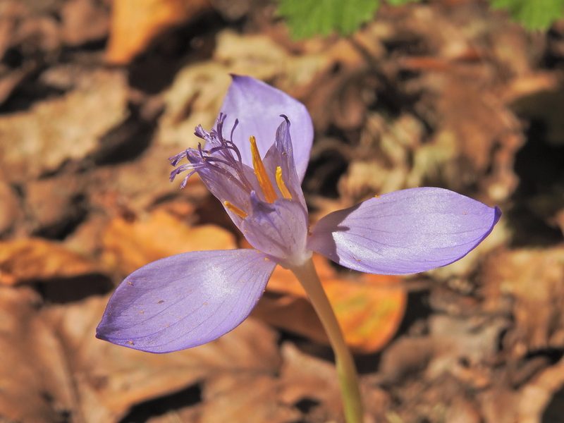 Crocus banaticus, photographed by xulescu_g
