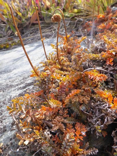 Acaena profundeincisa, photographed by Mike Bowie
