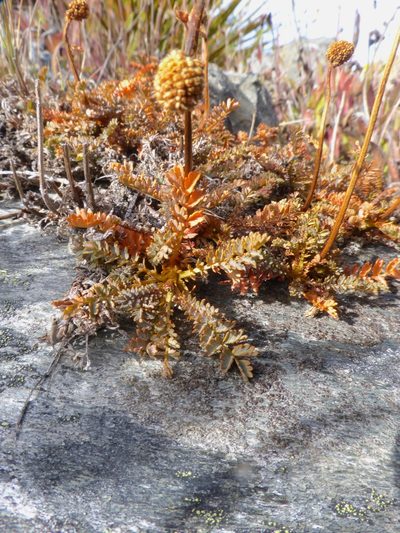 Acaena profundeincisa, photographed by Mike Bowie