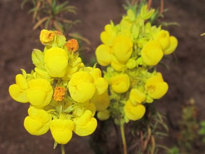 Calceolaria thyrsiflora, photographed by Asiel Olivares