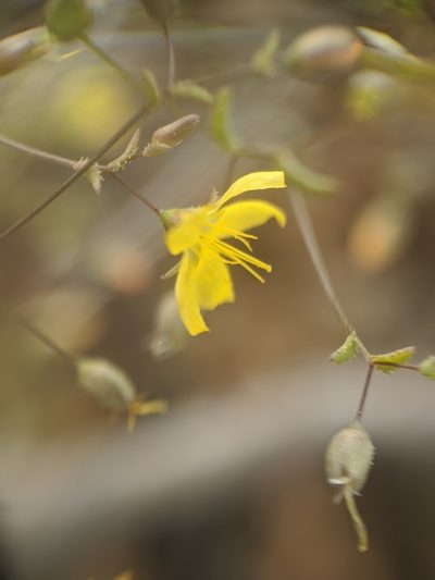 Linum adenophyllum, photographed by Alex Heyman