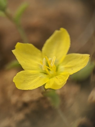 Linum adenophyllum, photographed by Alex Heyman