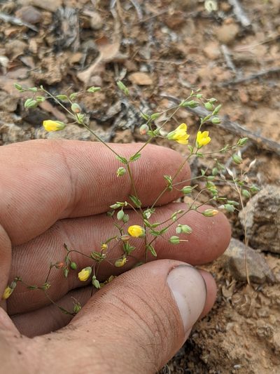 Linum adenophyllum, photographed by Alex Heyman