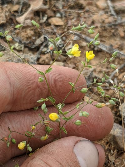 Linum adenophyllum, photographed by Alex Heyman