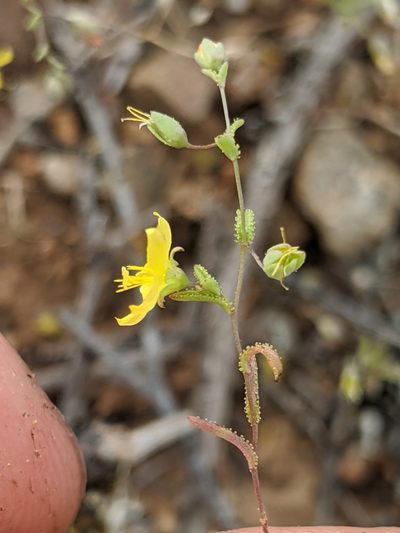 Linum adenophyllum, photographed by Alex Heyman