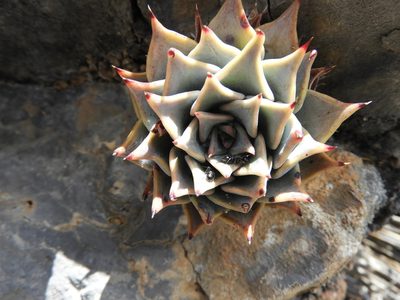 Echeveria cuspidata, photographed by Leticia Jiménez Hernández