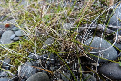 Zoysia minima, photographed by Colin Meurk