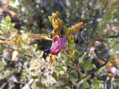 Krameria cytisoides, photographed by Leticia Jiménez Hernández