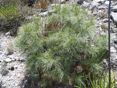 Pinus pinceana, photographed by Leticia Jiménez Hernández