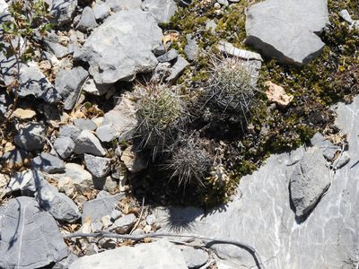 Thelocactus bicolor, photographed by Leticia Jiménez Hernández
