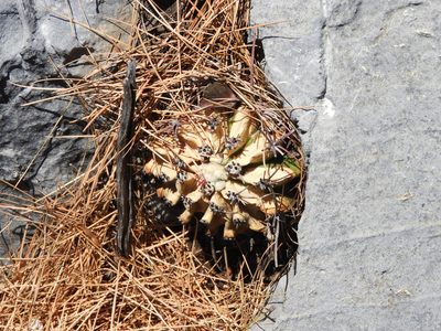 Ferocactus hamatacanthus, photographed by Leticia Jiménez Hernández