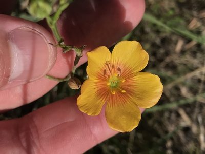 Linum rigidum, photographed by Cody Stricker