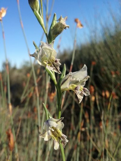 Gladiolus griseus, photographed by Jacques van der Merwe