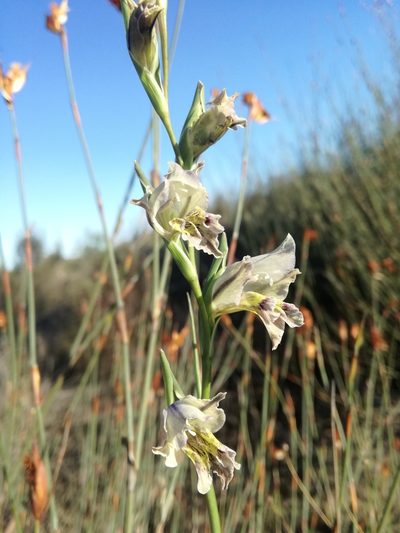 Gladiolus griseus, photographed by Jacques van der Merwe