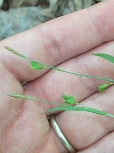 Carex laxiculmis, photographed by Matt Schultz
