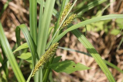 Carex lacustris, photographed by Quinten Wiegersma