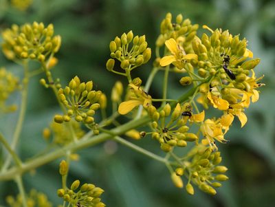 Sisymbrium strictissimum, photographed by Patrick Hacker
