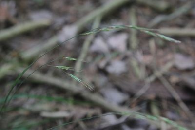 Schizachne purpurascens, photographed by Quinten Wiegersma