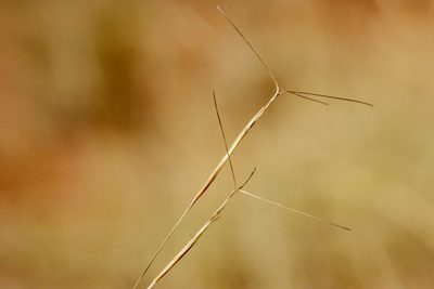 Aristida pansa, photographed by Cecelia Alexander