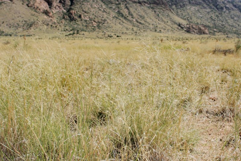 Aristida pansa, photographed by Cecelia Alexander