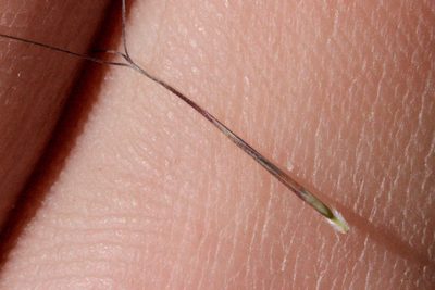 Aristida pansa, photographed by Cecelia Alexander
