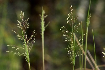 Muhlenbergia tricholepis, photographed by Cecelia Alexander