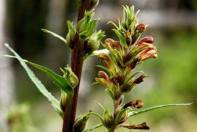 Pedicularis procera, photographed by Cecelia Alexander