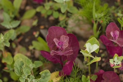 Atriplex hortensis, photographed by Вячеслав Юсупов