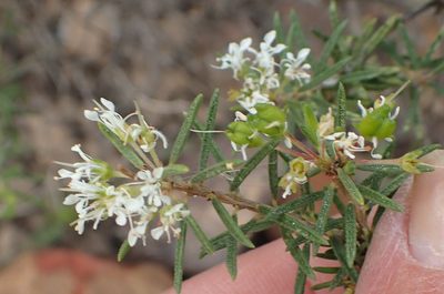Agathosma bisulca, photographed by Nicola van Berkel