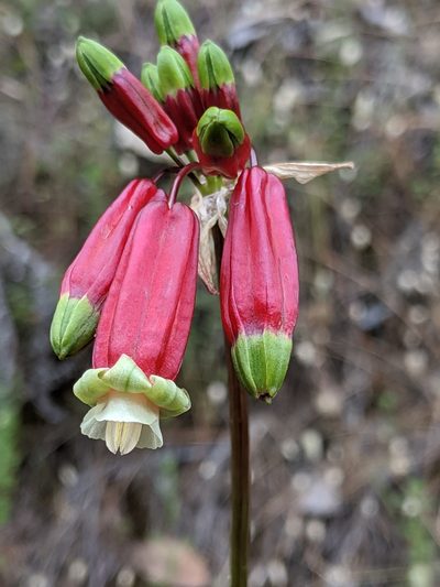 Dichelostemma ida-maia, photographed by Alex Heyman