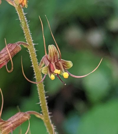 Tolmiea diplomenziesii, photographed by Alex Heyman