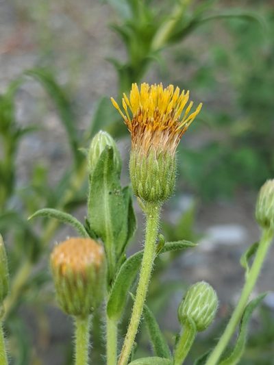 Chrysopsis oregona, photographed by Alex Heyman