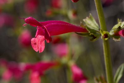 Salvia henryi, photographed by Cecelia Alexander