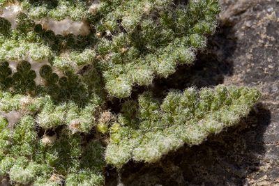 Myriopteris windhamii, photographed by Cecelia Alexander