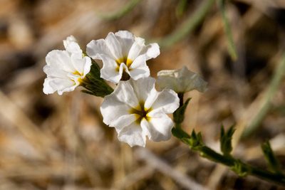 Euploca greggii, photographed by Cecelia Alexander