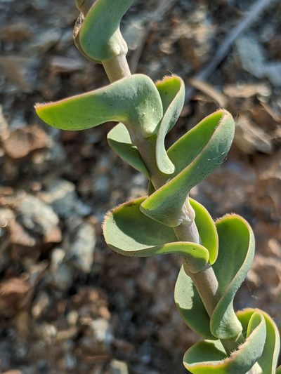 Streptanthus barbatus, photographed by Alex Heyman
