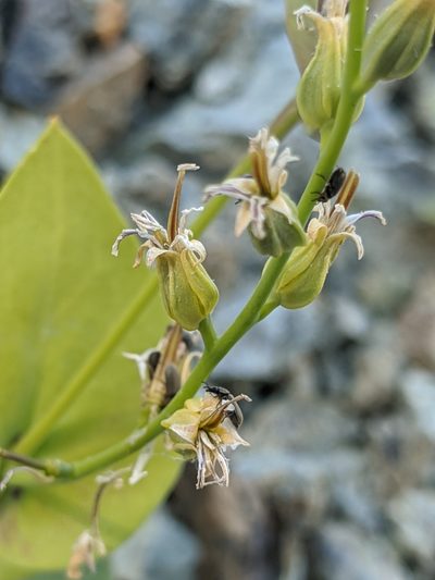 Streptanthus drepanoides, photographed by Alex Heyman