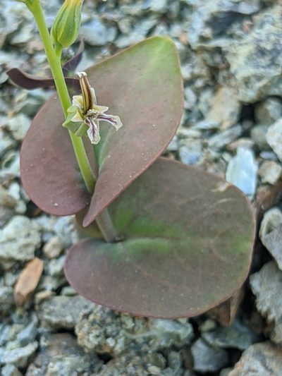 Streptanthus drepanoides, photographed by Alex Heyman
