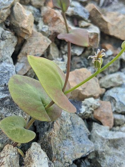 Streptanthus drepanoides, photographed by Alex Heyman