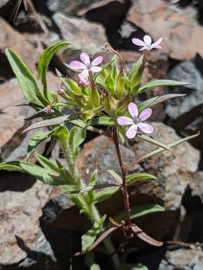 Collomia tracyi, photographed by Alex Heyman