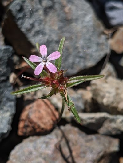 Collomia tracyi, photographed by Alex Heyman