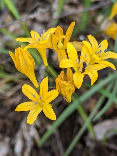 Triteleia crocea, photographed by Alex Heyman