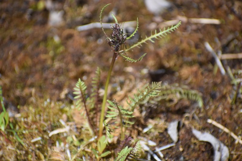 Pedicularis sudetica, photographed by Syd Cannings