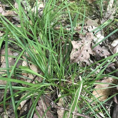 Carex willdenowii, photographed by Summit Metro Parks