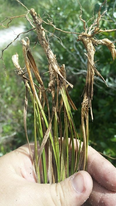 Aristida rhizomophora, photographed by Jay Horn