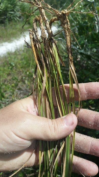 Aristida rhizomophora, photographed by Jay Horn