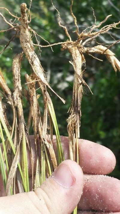 Aristida rhizomophora, photographed by Jay Horn