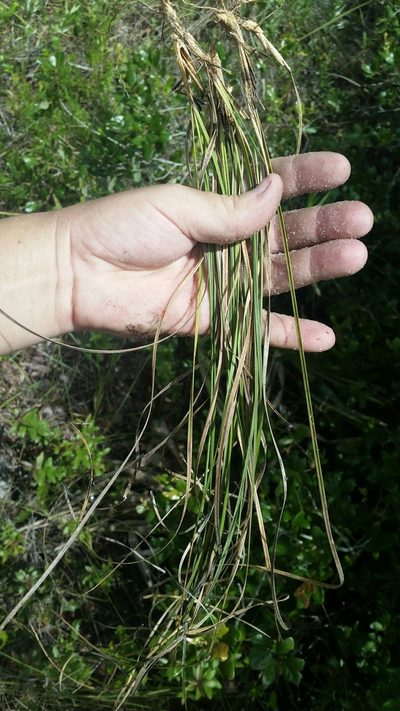 Aristida rhizomophora, photographed by Jay Horn